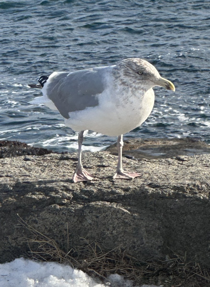 Gaviota Argéntea Americana - ML646822193