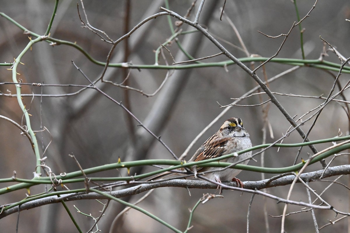 Белогорлая зонотрихия - ML646822195