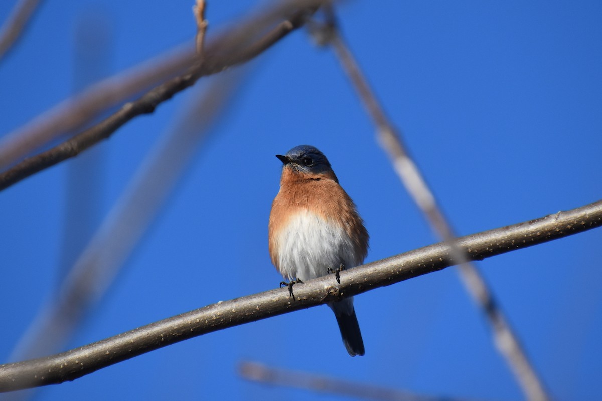 Восточная сиалия - ML646822201