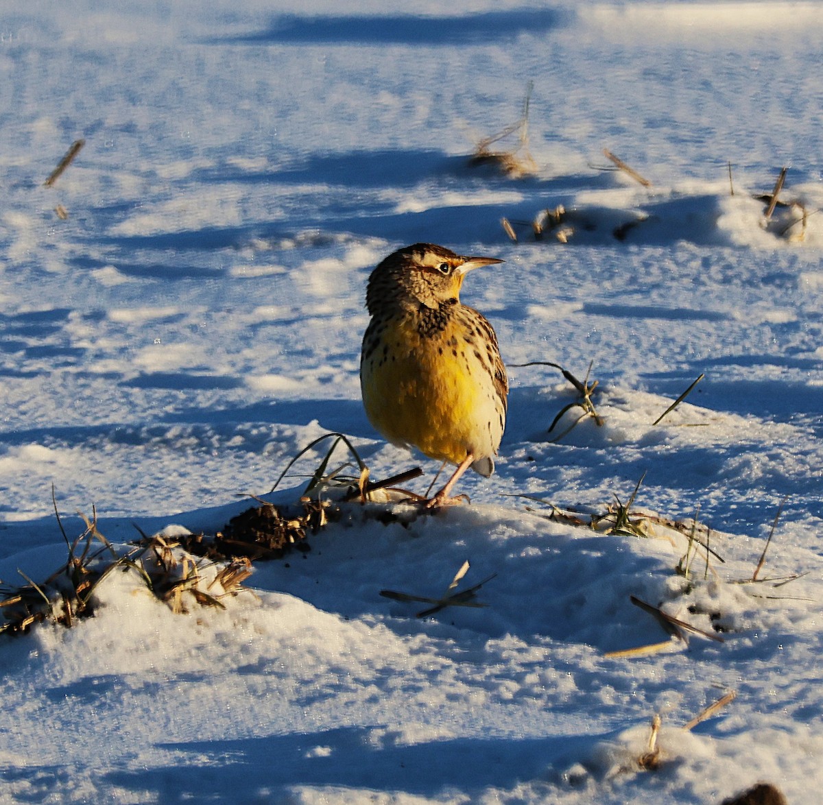 Western Meadowlark - ML646822203