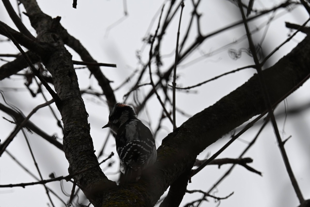Downy Woodpecker - ML646822206