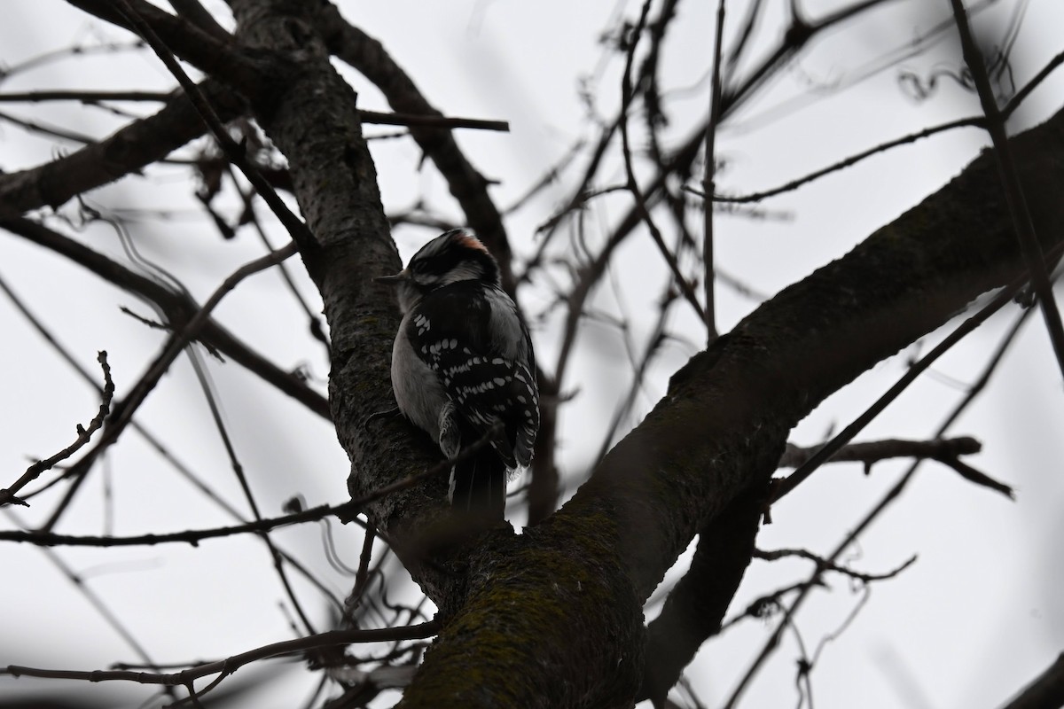Downy Woodpecker - ML646822207