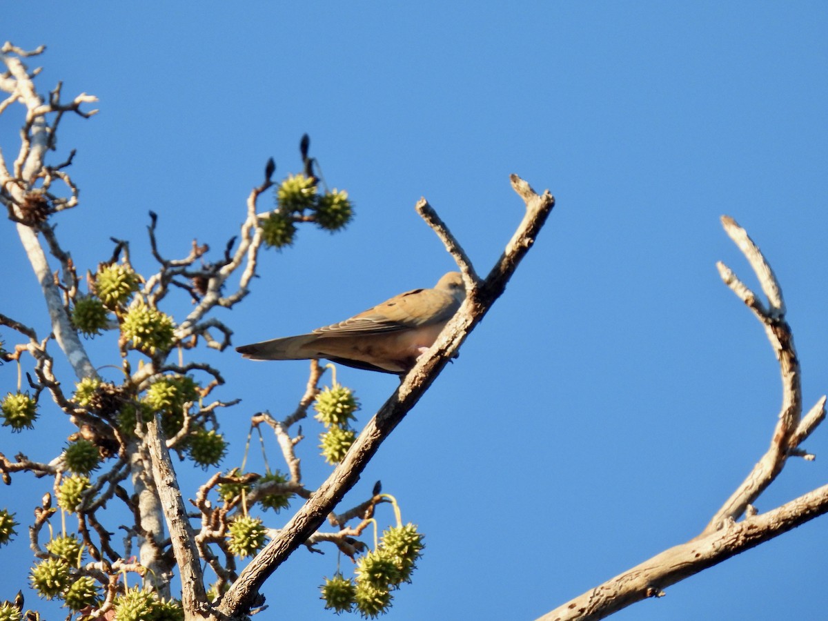Mourning Dove - ML646822213