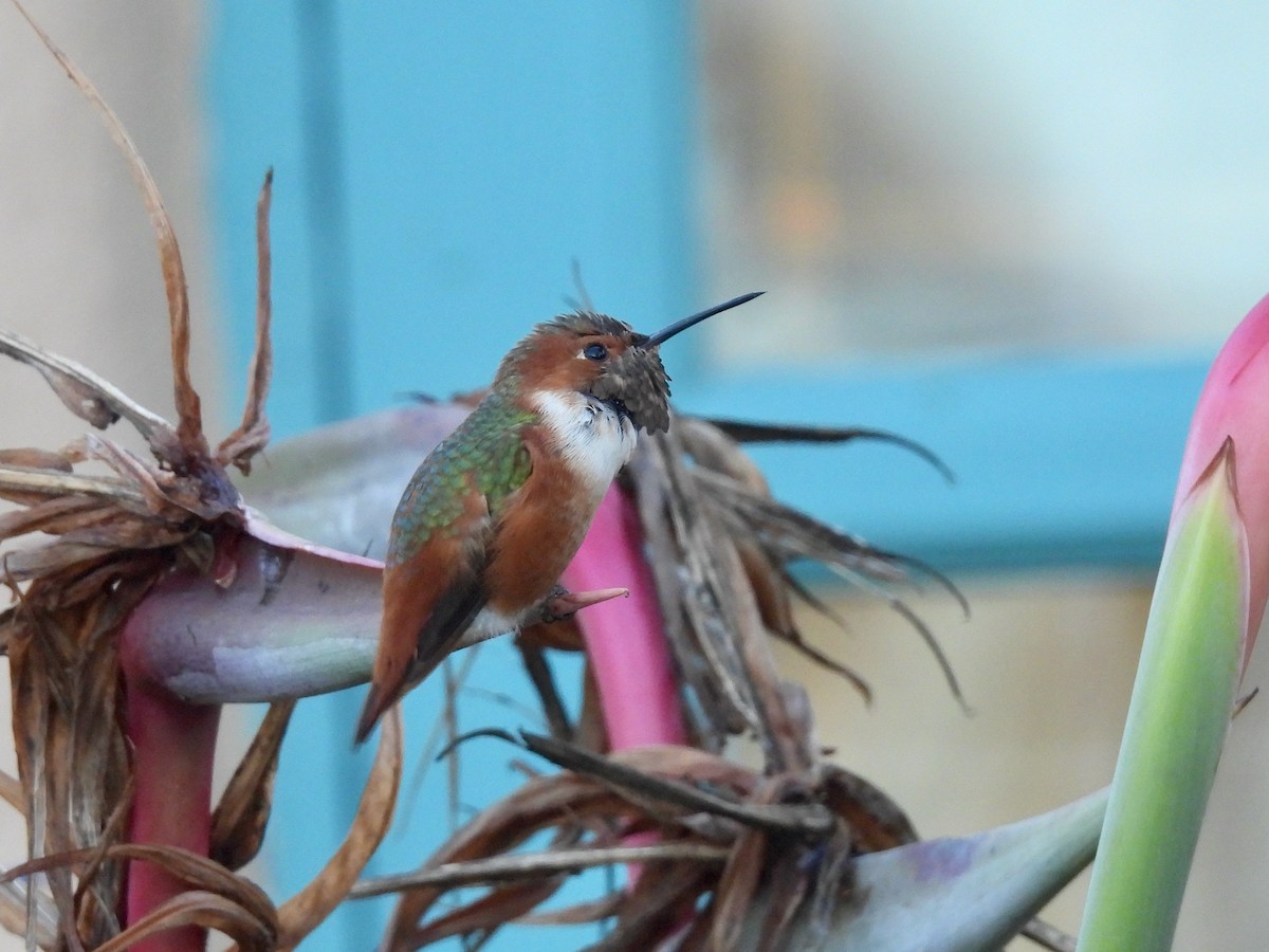 Allen's Hummingbird - ML646822222