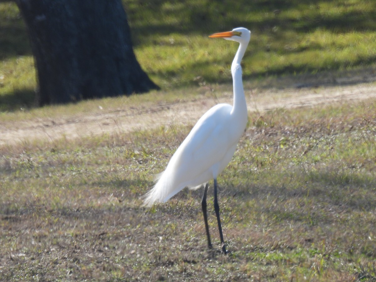 volavka bílá - ML646822223