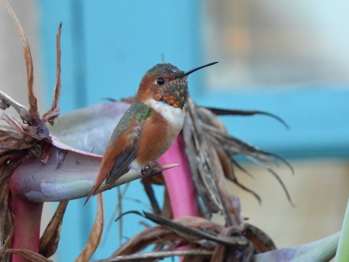 Allen's Hummingbird - ML646822224