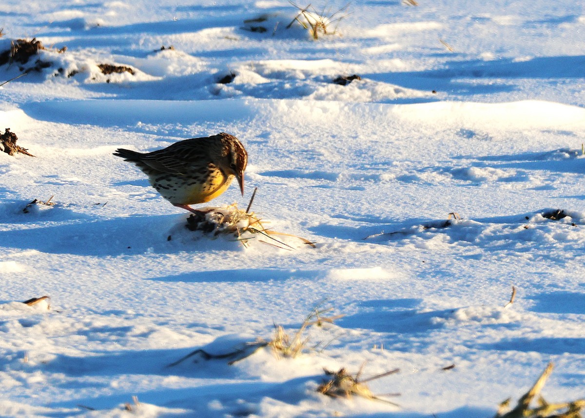 Western Meadowlark - ML646822227