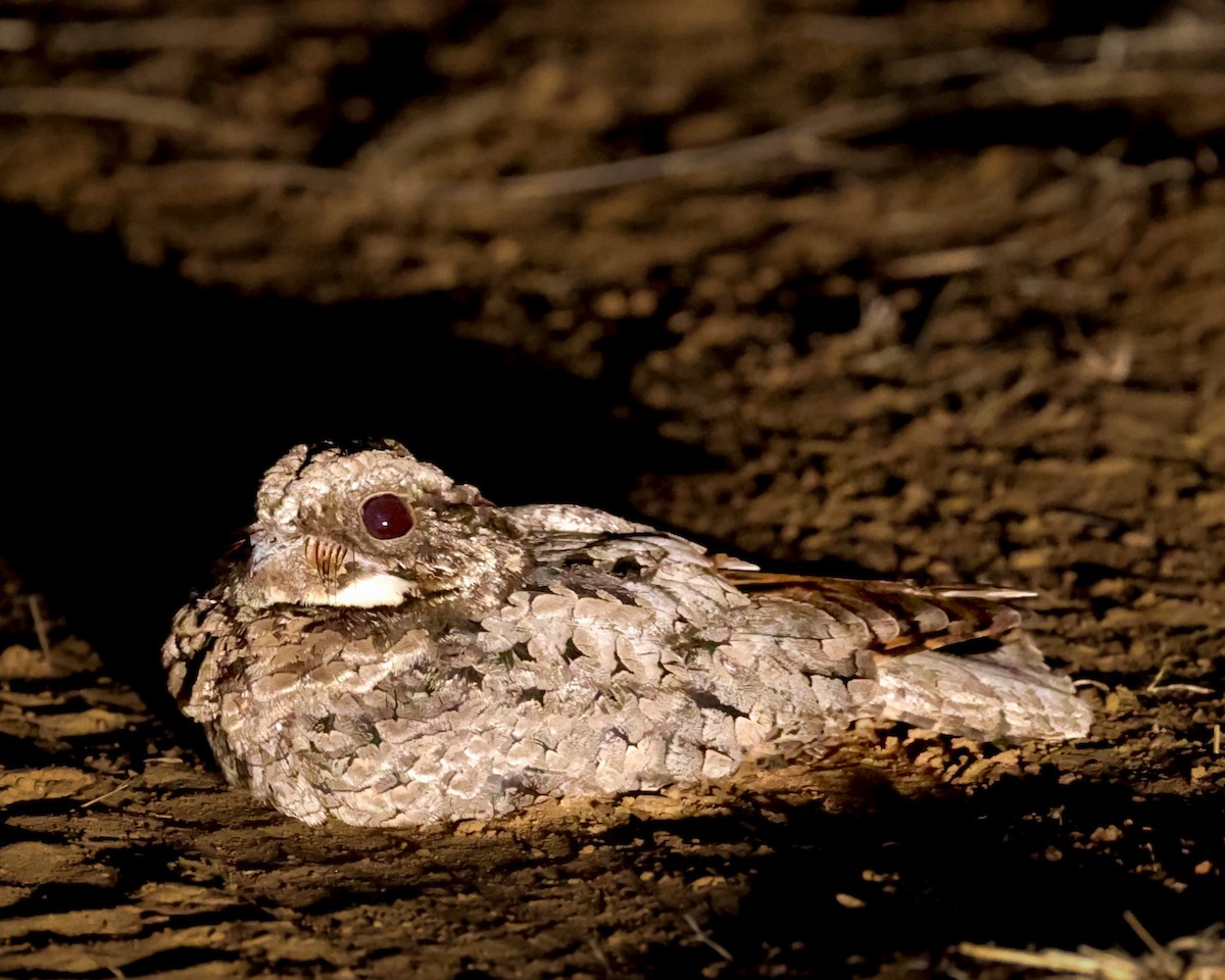 Common Poorwill - ML646822228