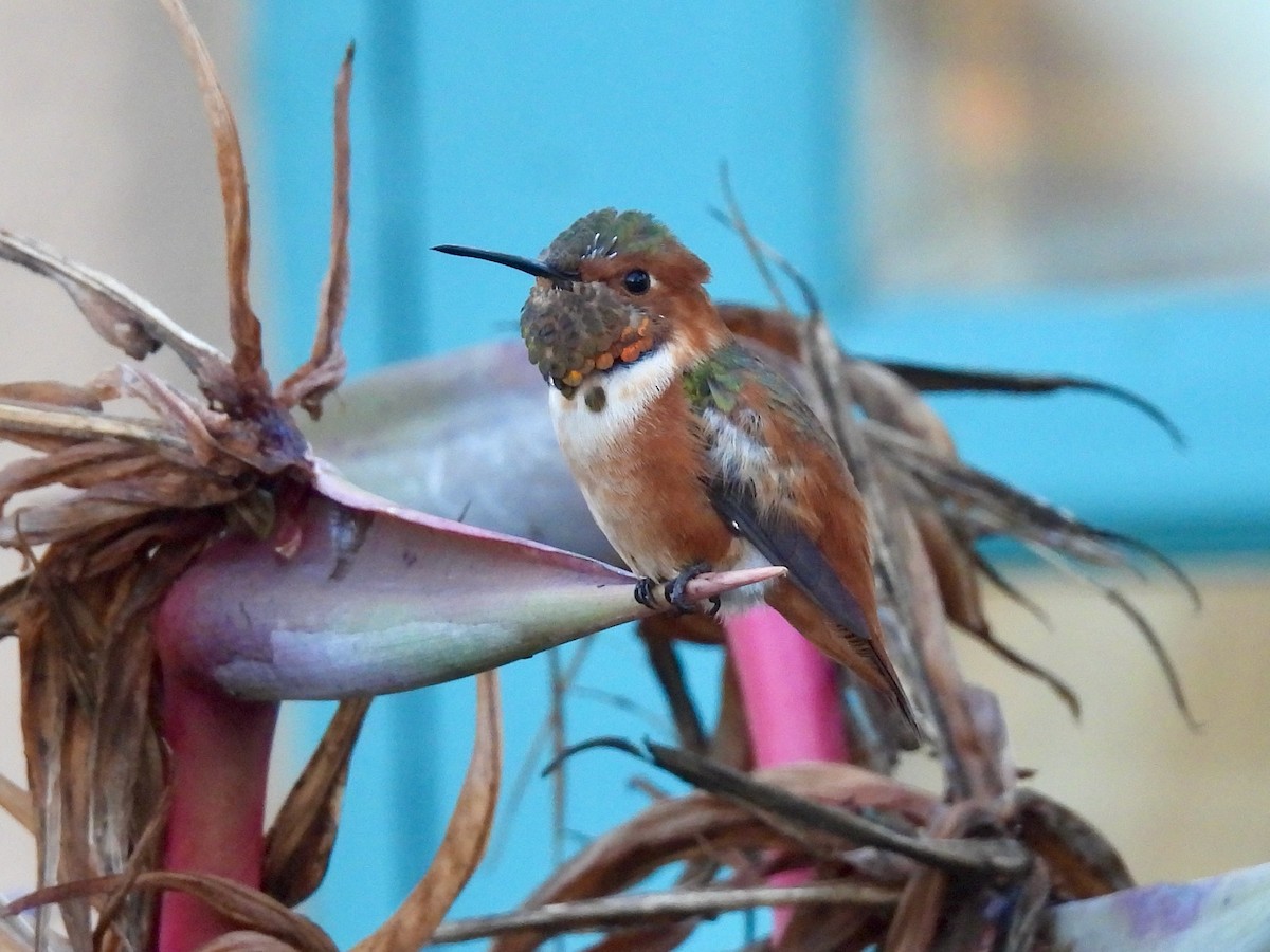Allen's Hummingbird - ML646822229