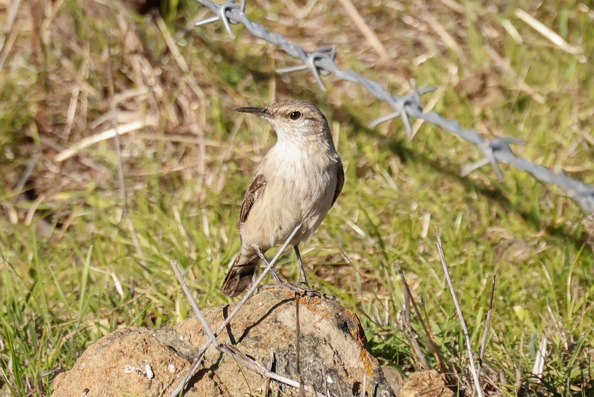 Cucarachero Roquero - ML646822230