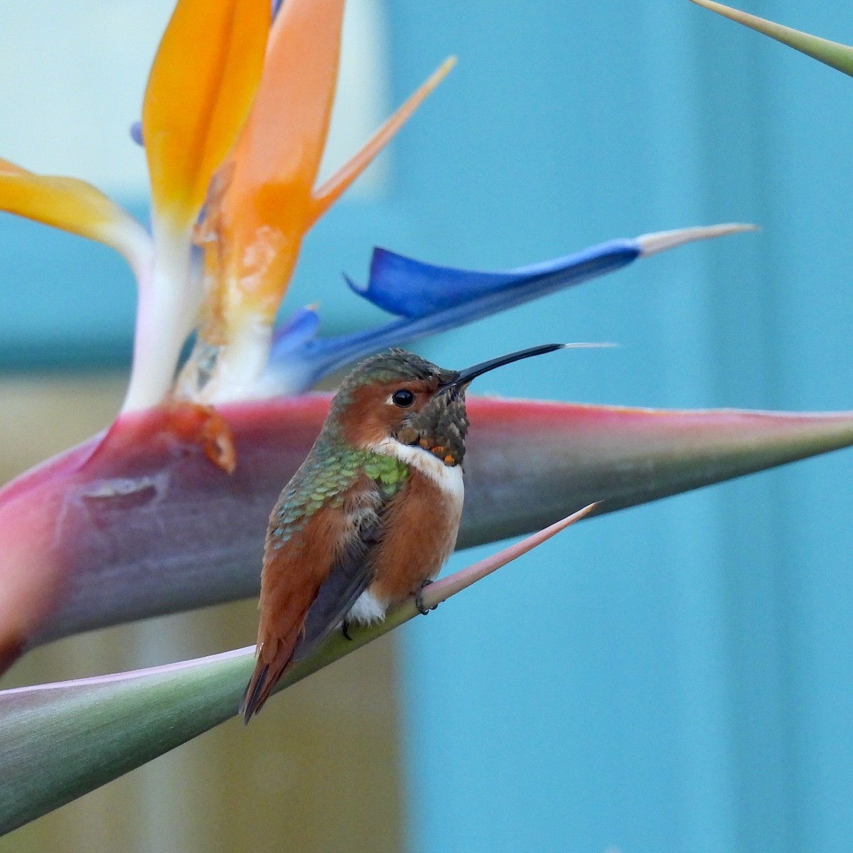 Allen's Hummingbird - ML646822231