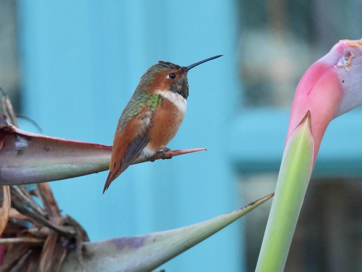 Allen's Hummingbird - ML646822232