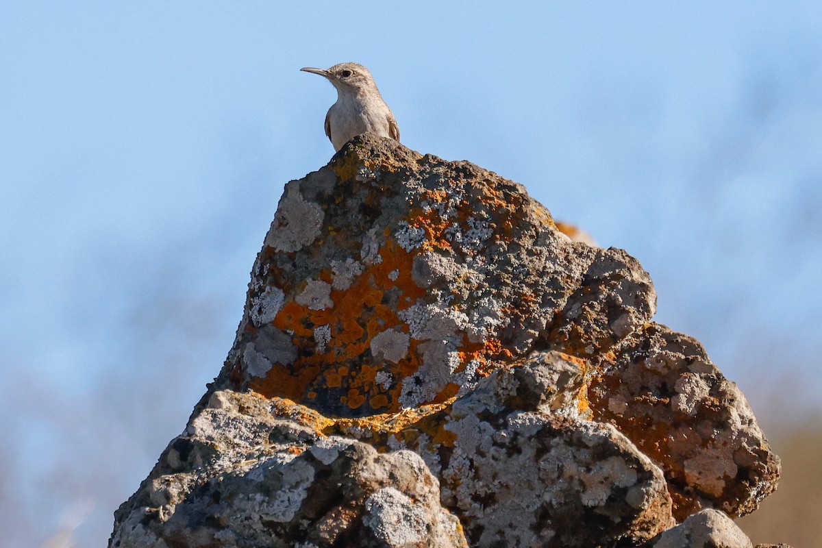 Cucarachero Roquero - ML646822233