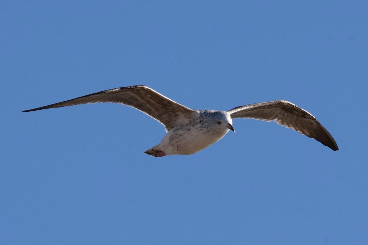 Ring-billed Gull - ML646822234