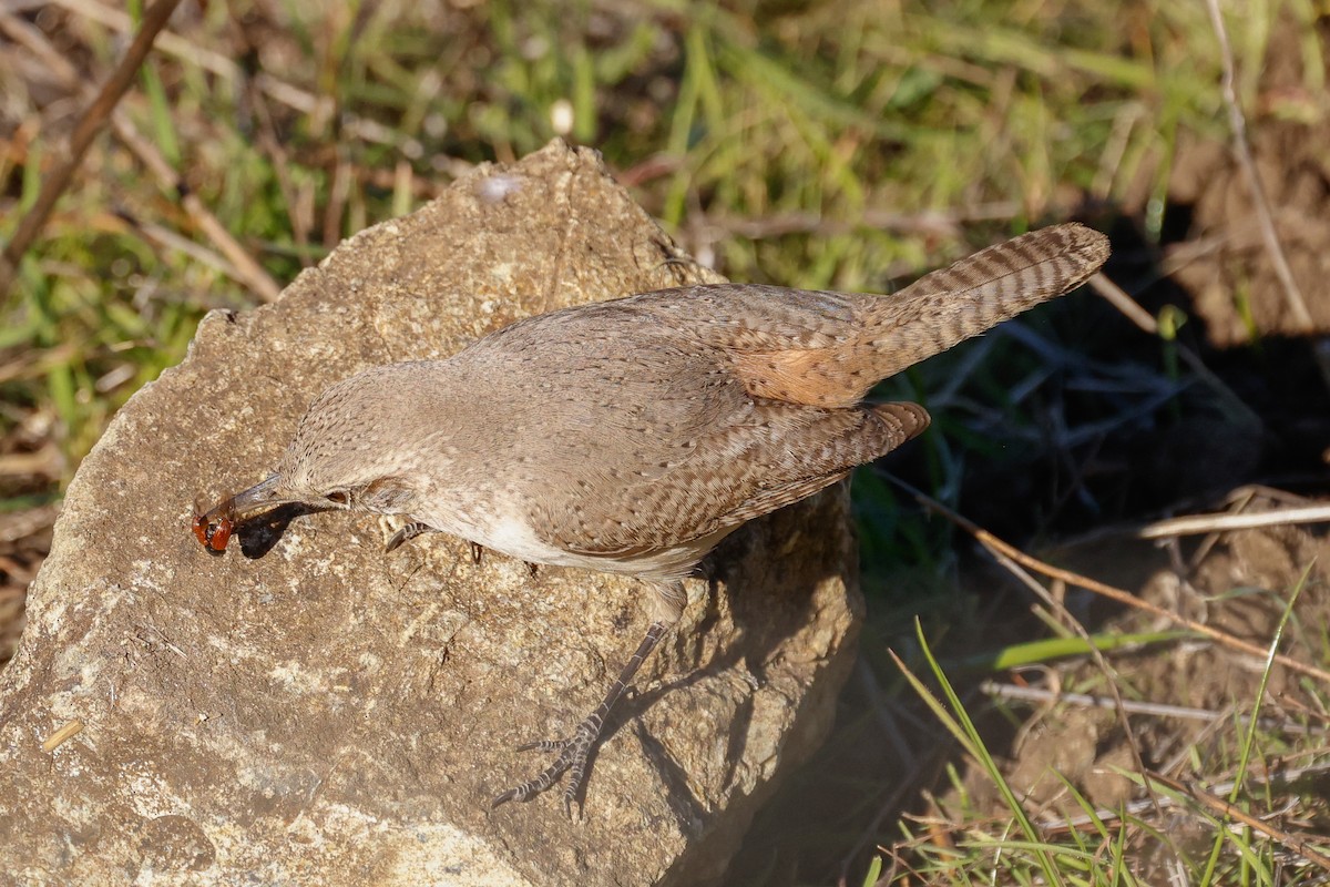 Cucarachero Roquero - ML646822236