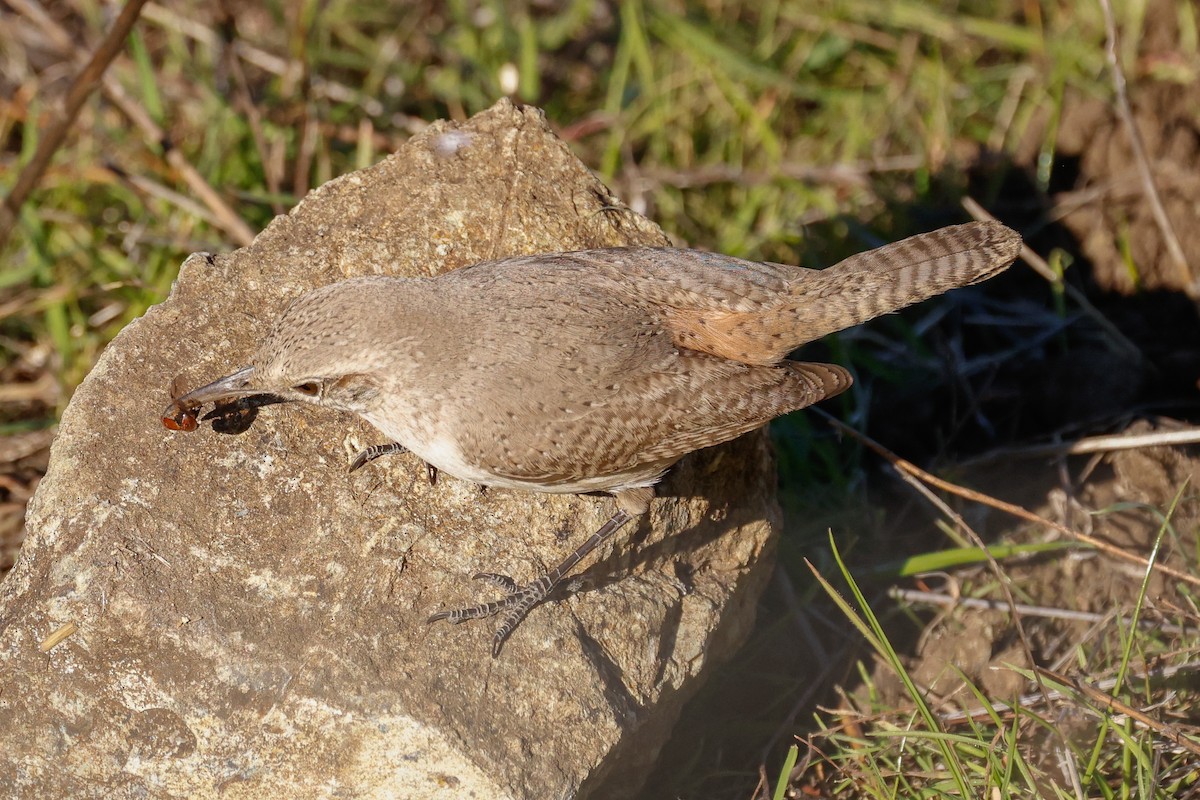 Cucarachero Roquero - ML646822237