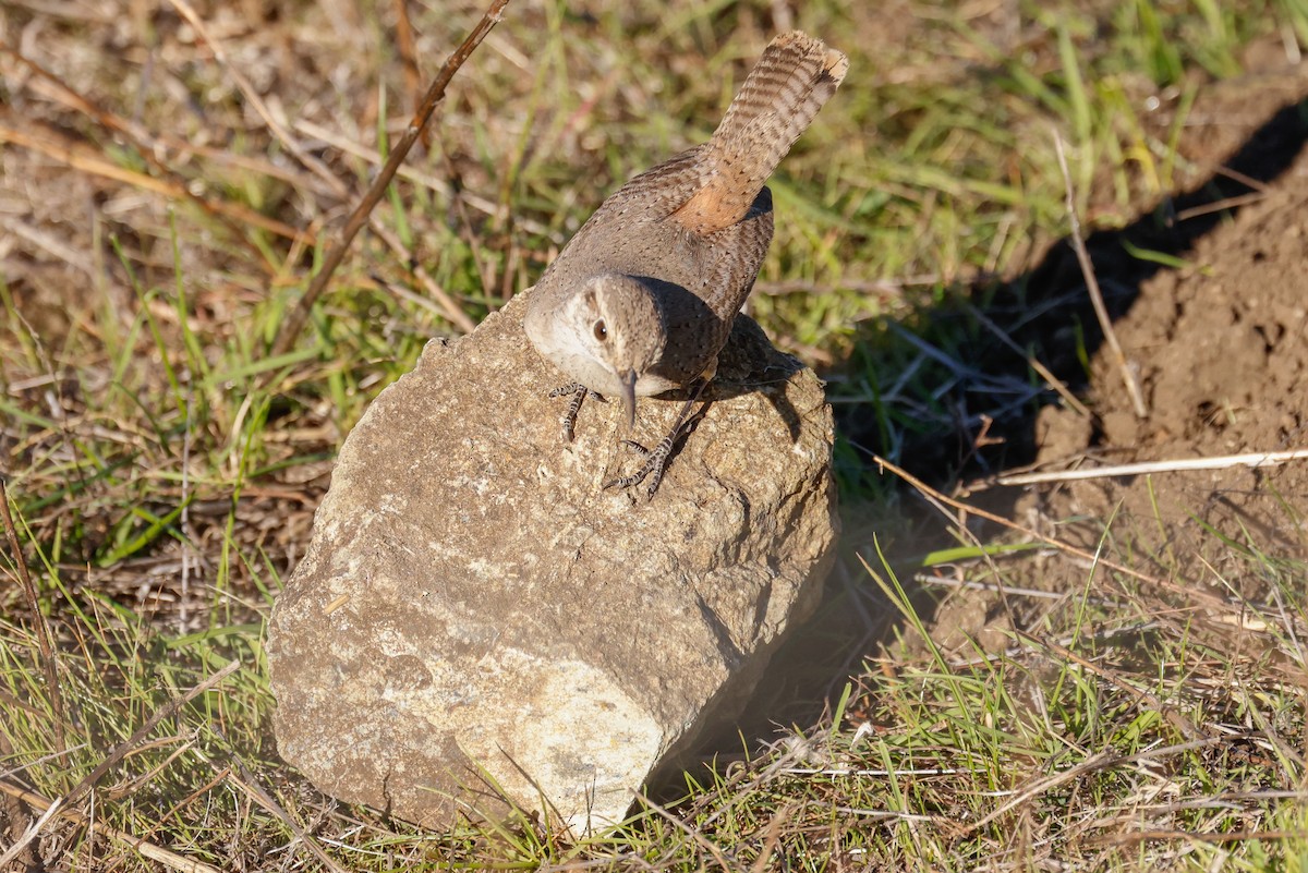 Cucarachero Roquero - ML646822238