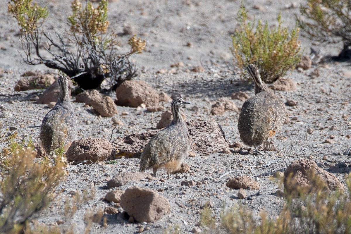 Puna Tinamou - ML646822239