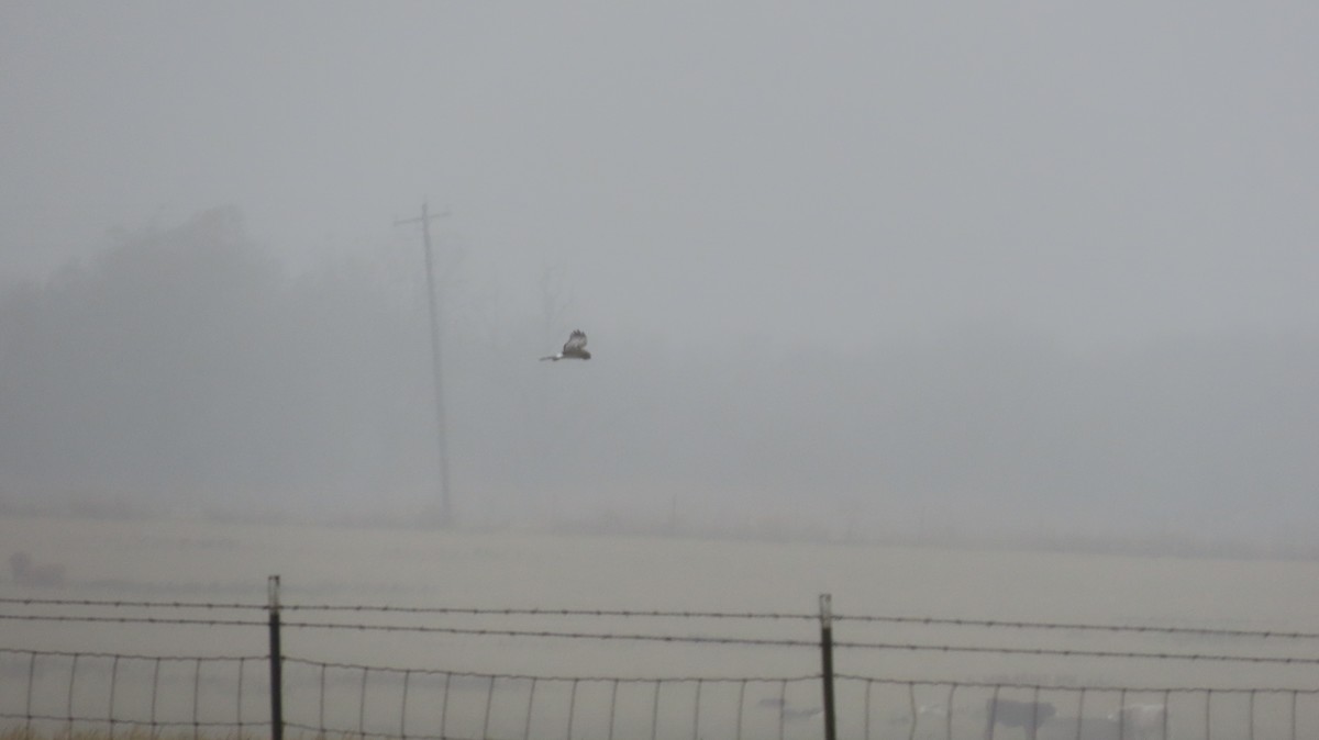 Northern Harrier - ML646822241
