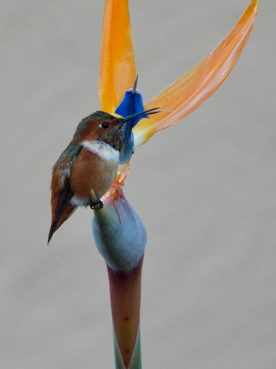 Allen's Hummingbird - ML646822243