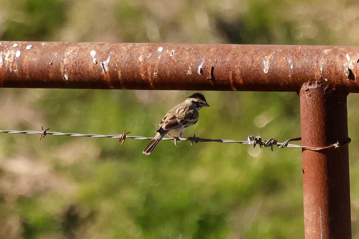 Chingolo Arlequín - ML646822244