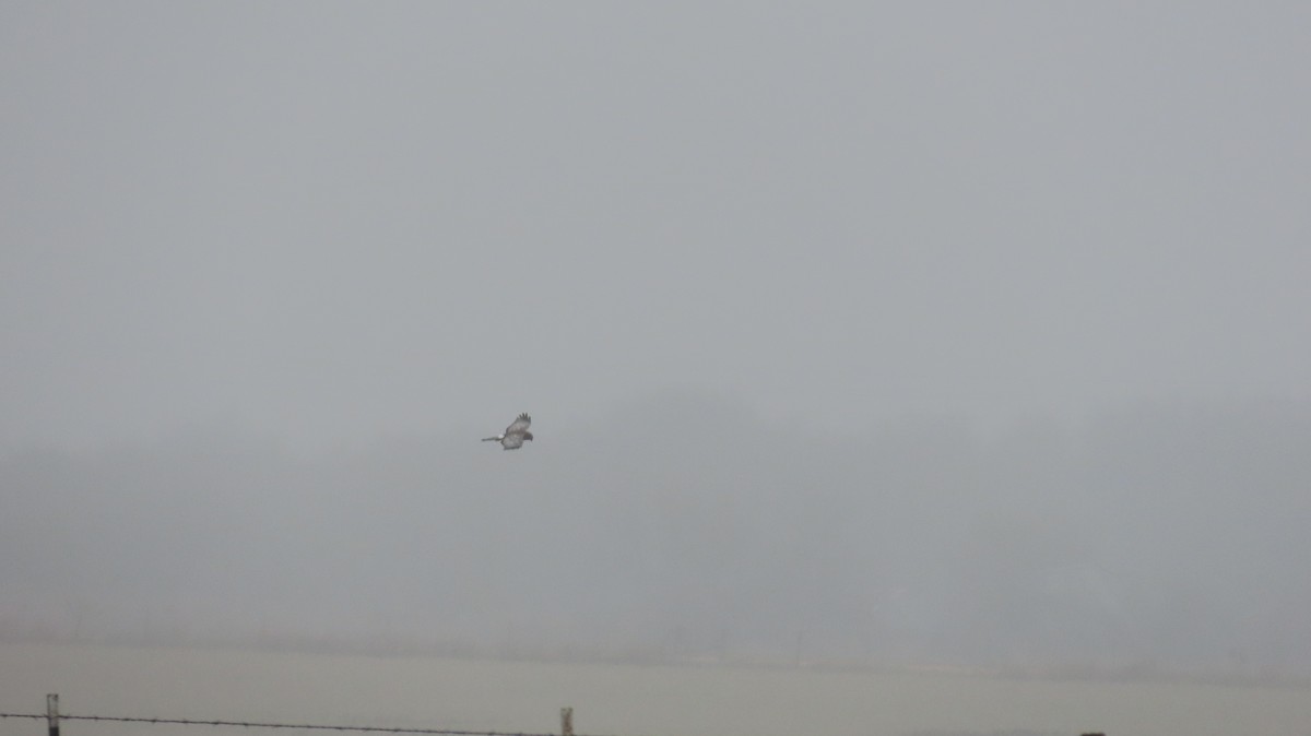Northern Harrier - ML646822245