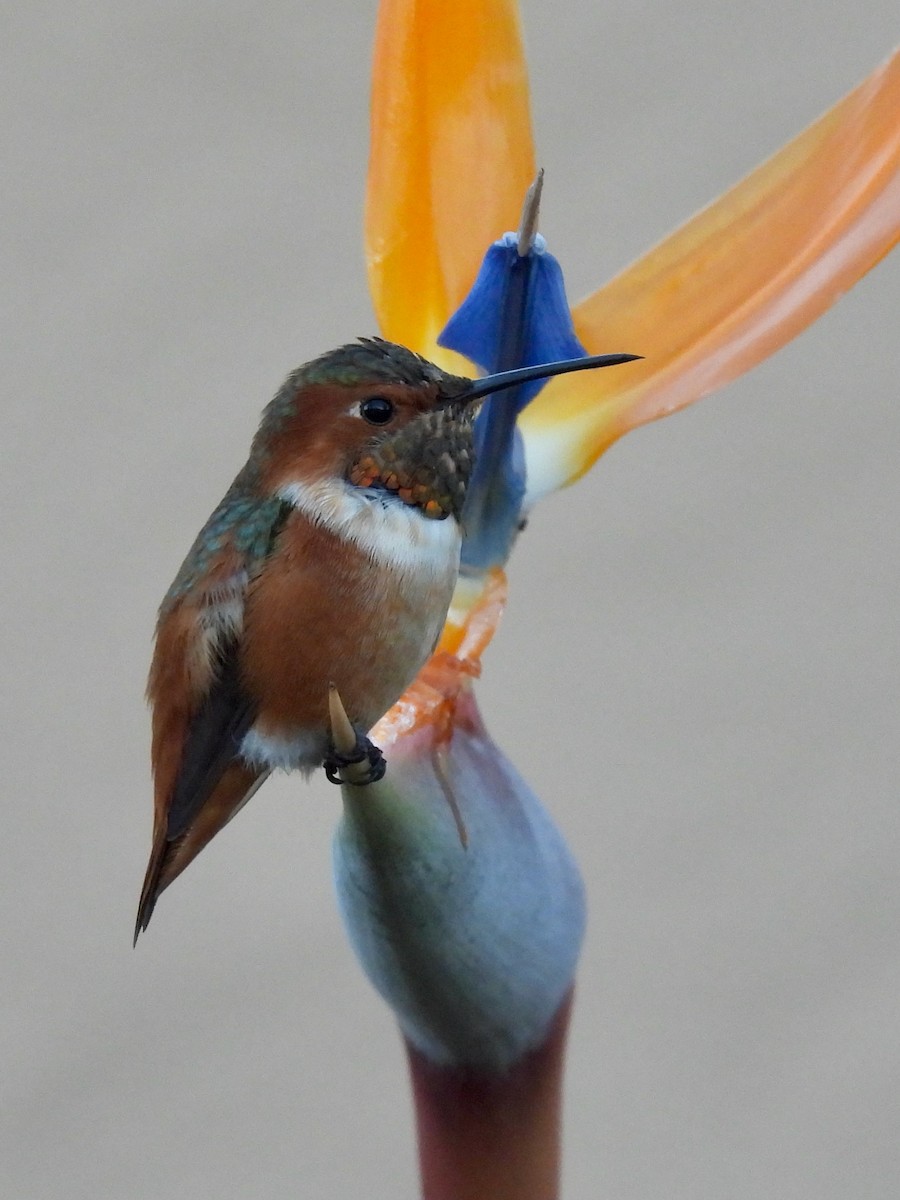 Allen's Hummingbird - ML646822246