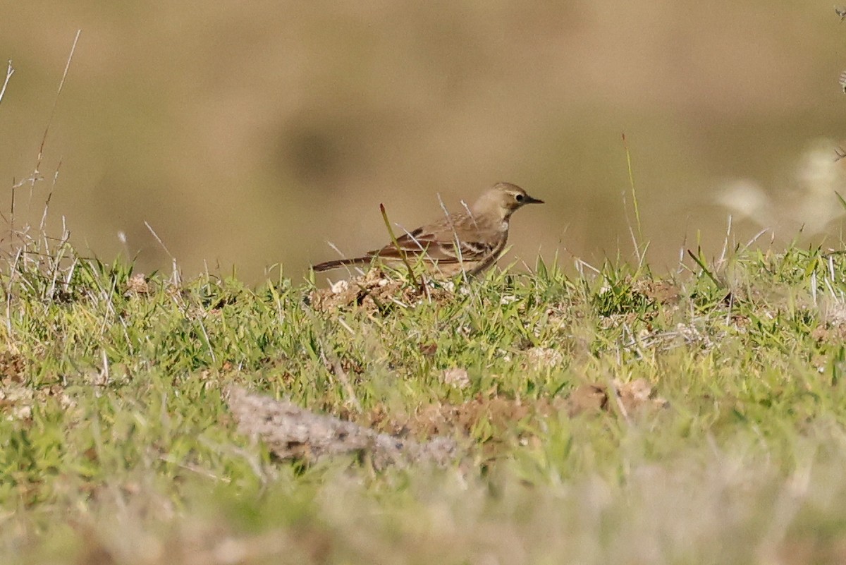 Bisbita Norteamericano - ML646822261