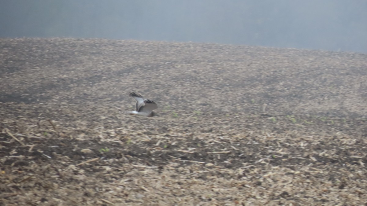Northern Harrier - ML646822268