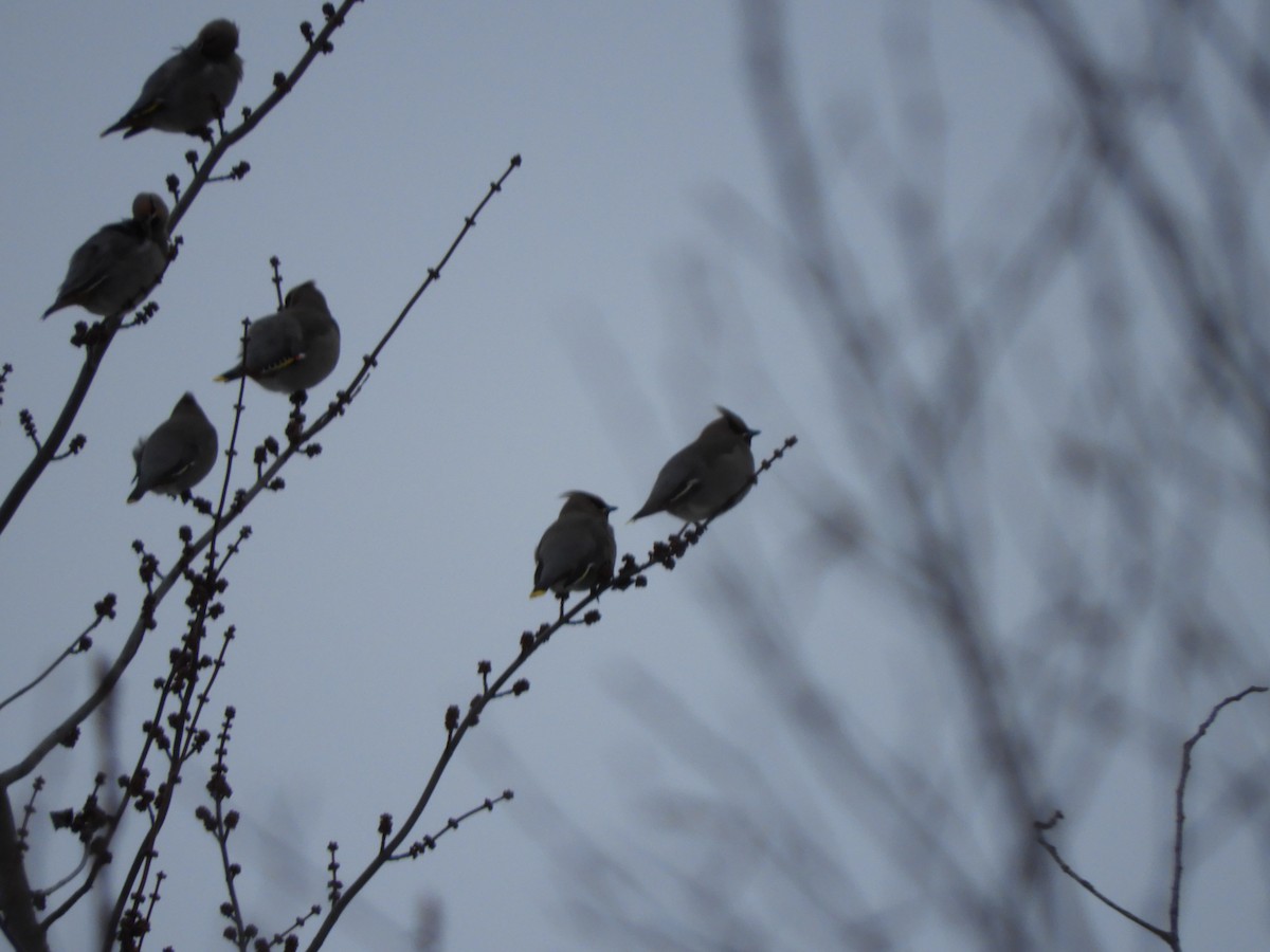 sidensvans - ML646822271