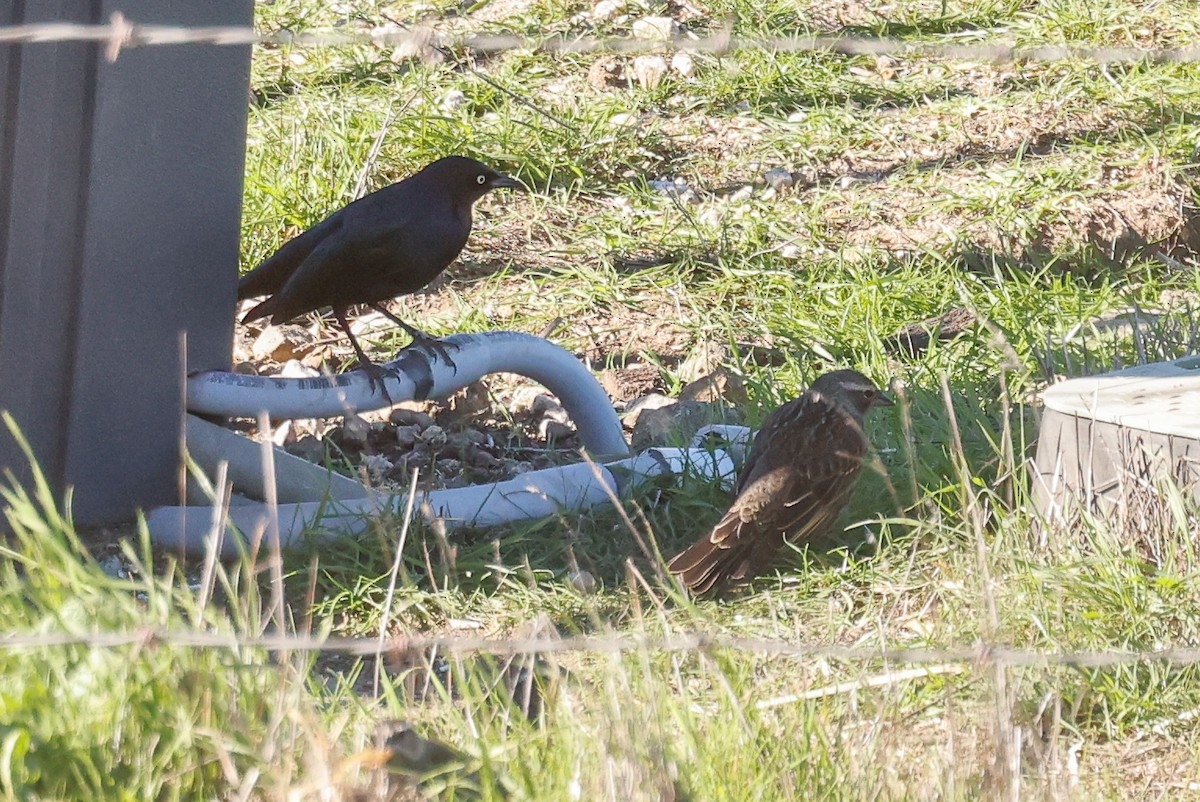 Zanate de Brewer - ML646822273