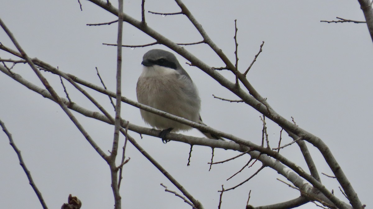 Loggerhead Shrike - ML646822277