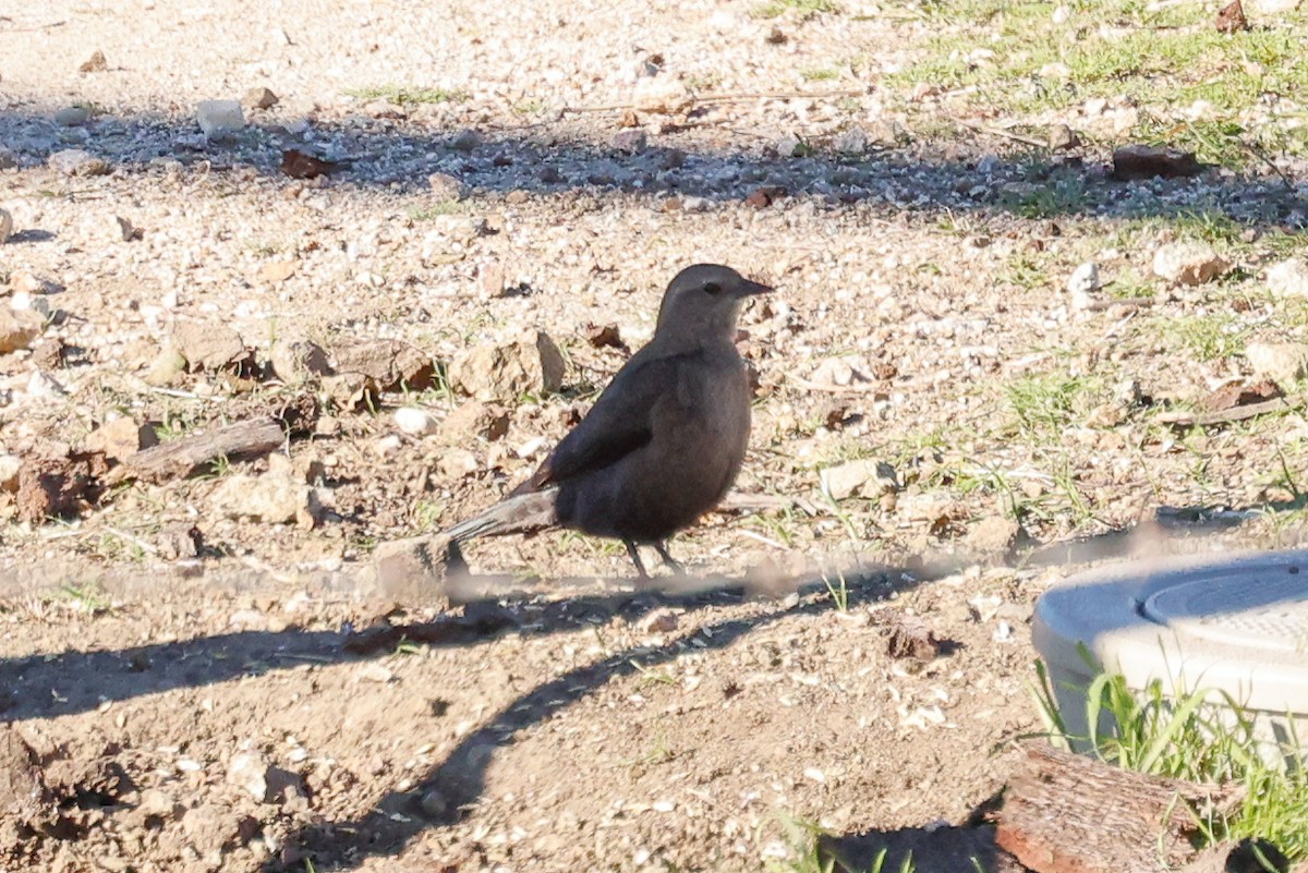 Zanate de Brewer - ML646822280