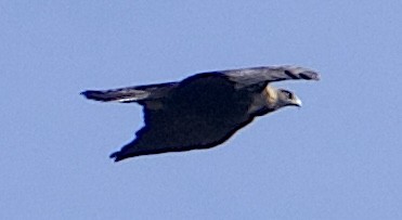 イヌワシ - ML646822281