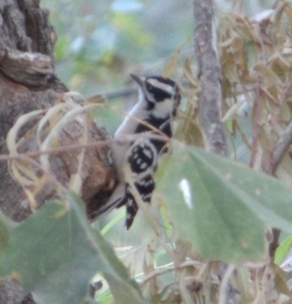 Downy Woodpecker (Eastern) - ML646822284