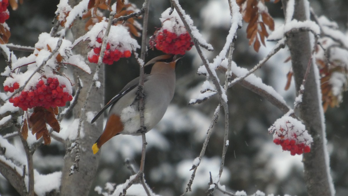 Ampelis Europeo - ML646822285