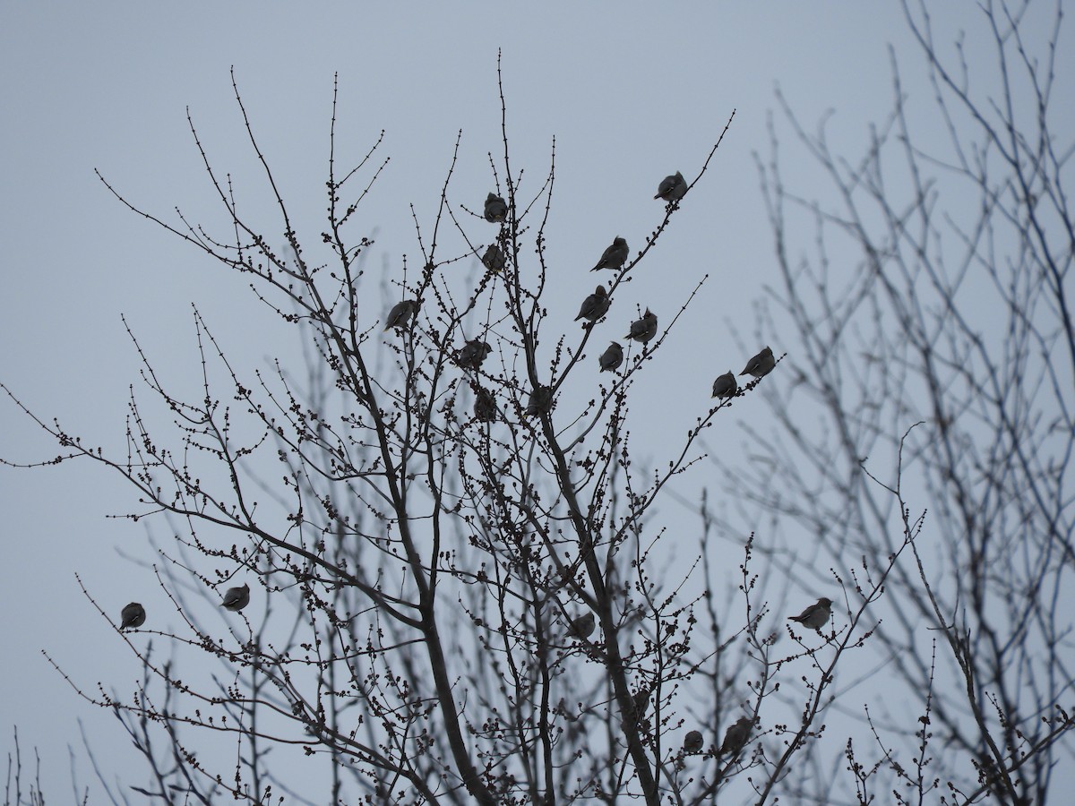 sidensvans - ML646822287