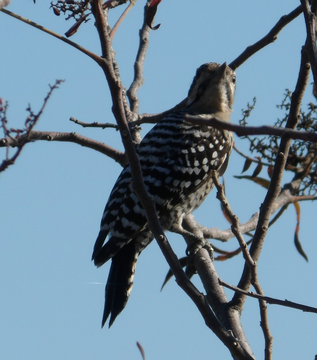 Ladder-backed Woodpecker - ML646822297