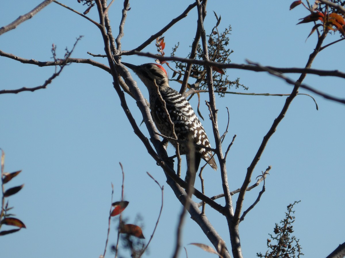Ladder-backed Woodpecker - ML646822299