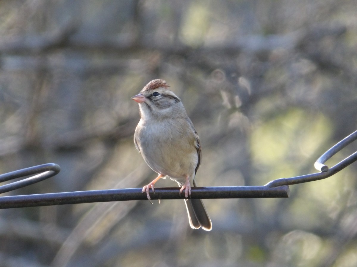 Chipping Sparrow - ML646822305