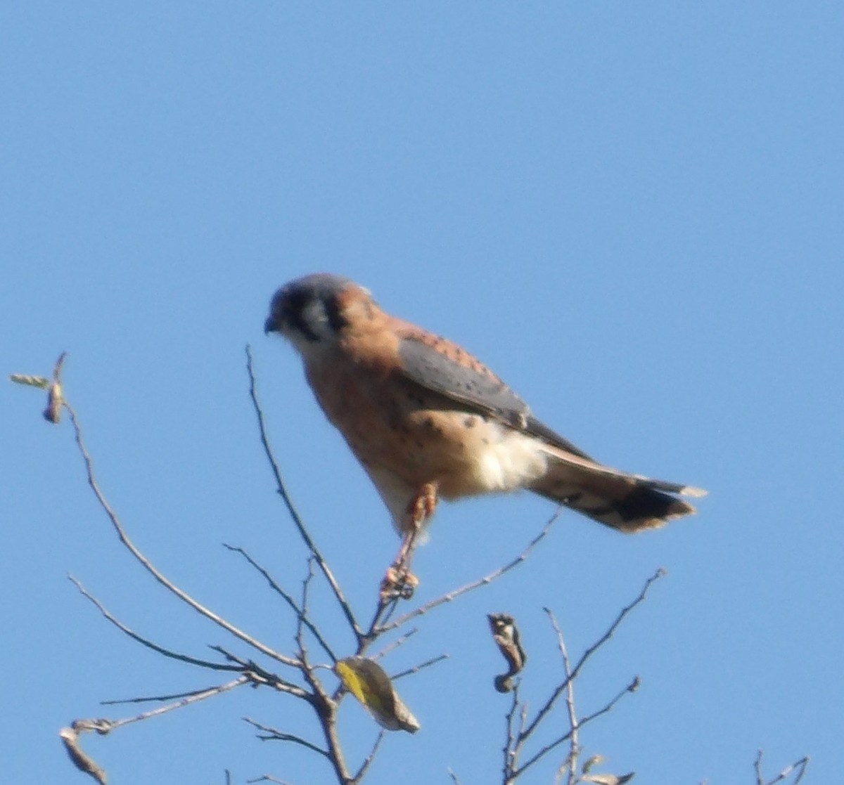 American Kestrel - ML646822314
