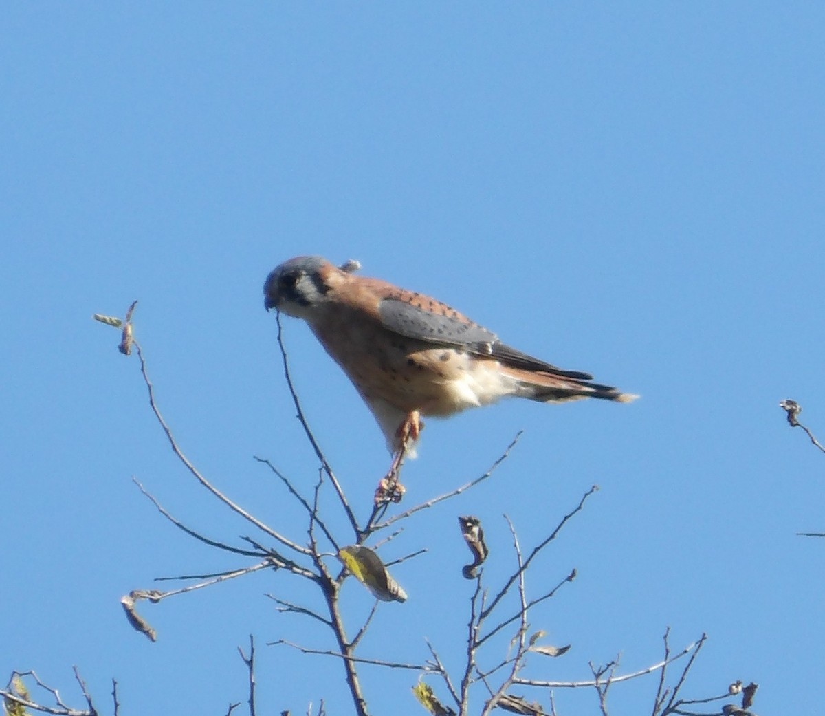 American Kestrel - ML646822315
