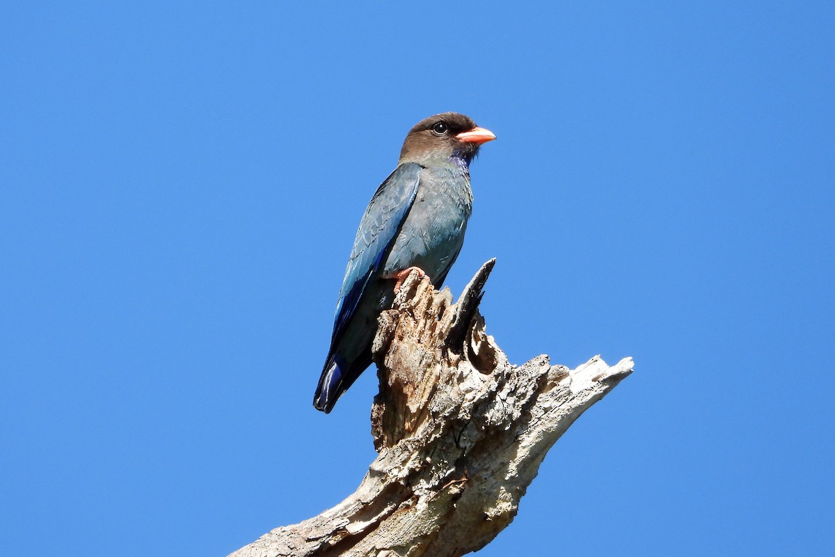 Rolle oriental - ML646822316