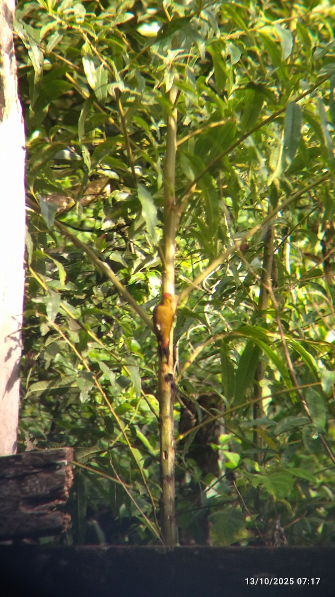 Red-rumped Woodpecker - ML646822322