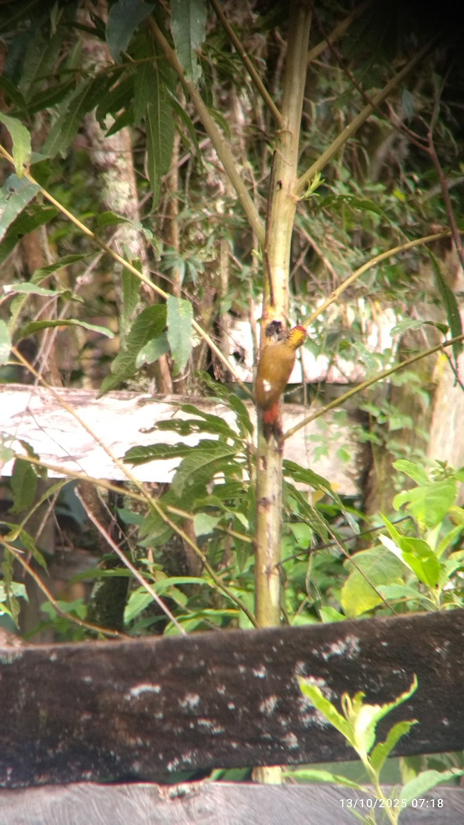 Red-rumped Woodpecker - ML646822323
