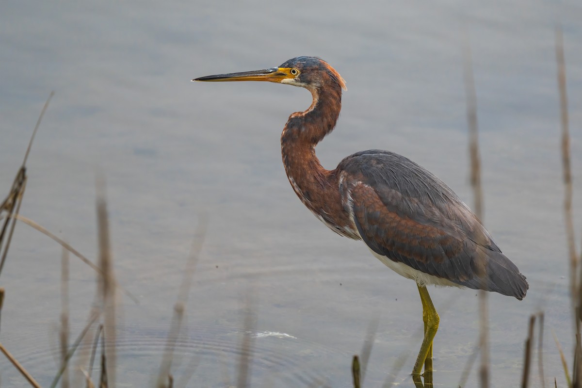 Tricolored Heron - ML646822325