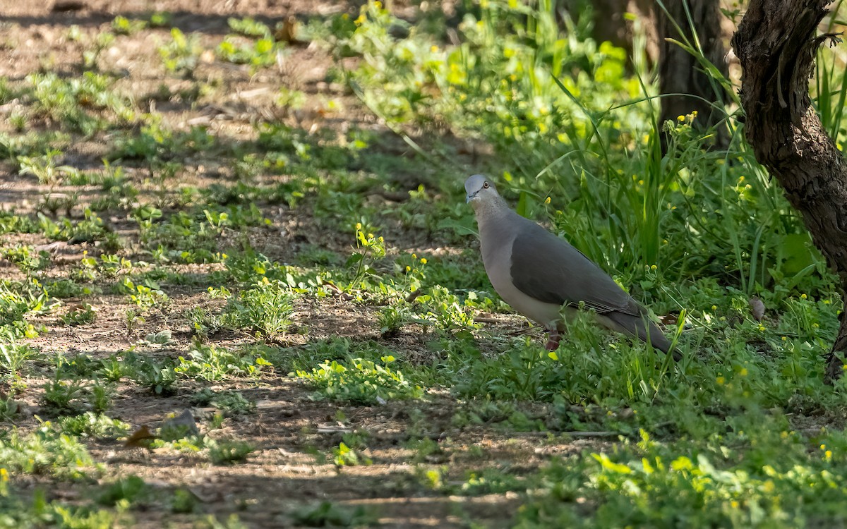 White-tipped Dove - ML646822326