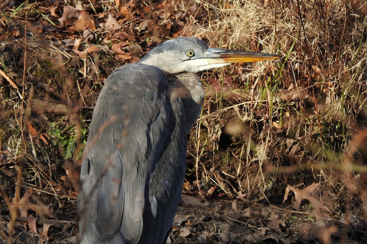 Great Blue Heron - ML646822333