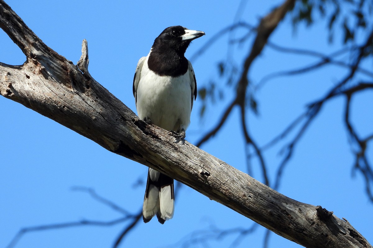 Cassican à gorge noire - ML646822334