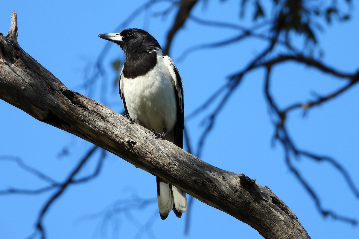Cassican à gorge noire - ML646822335